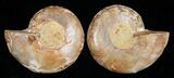 Small Desmoceras Ammonite Pair #5294-1